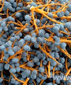 Hybrid Bulgarische Trachycarpus 'Wagnerianus x BG', 100 frische Samen Pack