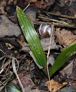 Hybrid Bulgarische Trachycarpus 'Wagnerianus x BG', 100 frische Samen Pack