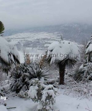 Hybrid Bulgarische Trachycarpus 'Wagnerianus x BG', 30 frische Samen Pack