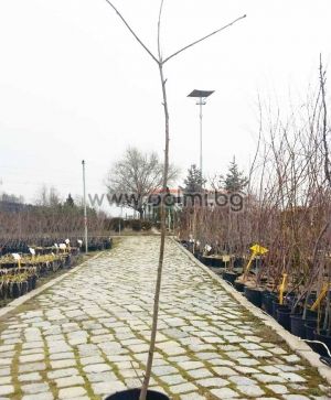 Sorbus aucuparia, Офика от разсадник Палм Център на Ботаническа градина - Пловдив