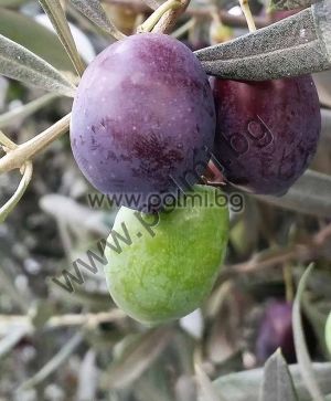 Olea europaea Nikitskiy-1  3 seeds from selected Russian coldhardy olive variety Nikitskiy-1 (Никитский I)  from Botanical Garden - Plovdiv, Bulgaria