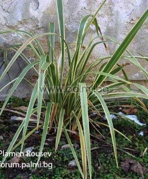Phormium tenax 'Variegatum', Variegated New Zealand Flax