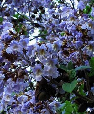 Paulownia tomentosa, Пауловния, Императорско дърво