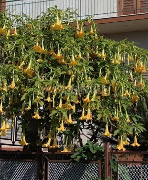 Brugmansia arborea, Datura arborea, Жълта Бругманзия, Датура