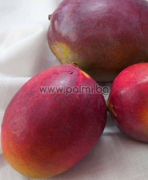 Mango variety Sensation