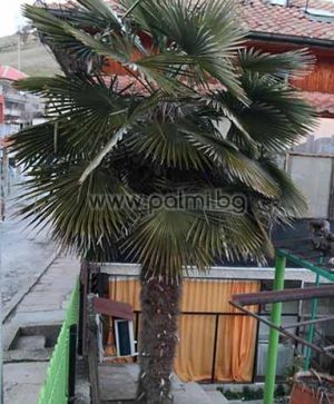 Trachycarpus 'Bulgaria', Легендарните палми Трахикарпус "България"