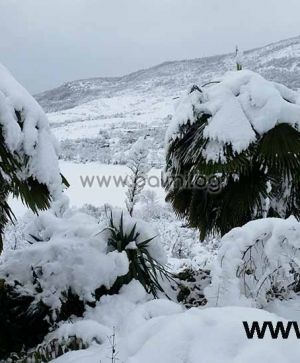 Trachycarpus 'Bulgaria', Легендарните палми Трахикарпус 