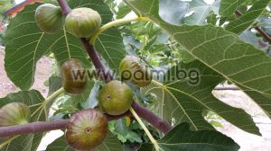 Ficus carica Brogiotto Nero, Fig Brogiotto Nero