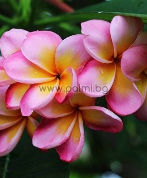 Plumeria rubra cv. Polynesian Sunset,  Frangipani