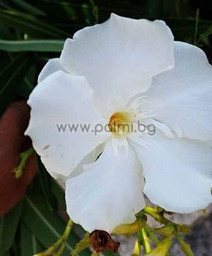 Nerium oleander 'Album Plenum', Double white, scented Oleander