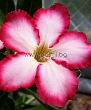 Adenium obesum, Wüstenrose