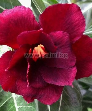 Adenium obesum, Wüstenrose