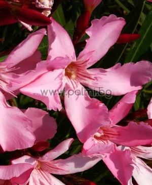 Oleander light pink, 'Atlas Nain De Tidili'