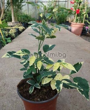 Laubenwein pandorea jasminoides variegata