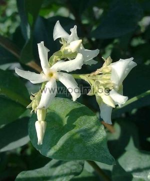Rhynchospermum jasminoides (Trachelospermum), Звездовиден жасмин, Ринкоспермум, Трахелоспермум