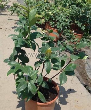 Rhynchospermum jasminoides (Trachelospermum), Confederate jasmine, Chinese star jessamine