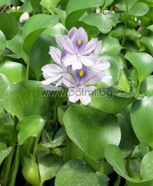Water Hyacinth, Eichhornia crassipes