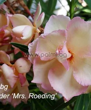 Олеандър, прасковен кичест цвят, сорт Mrs. Roeding