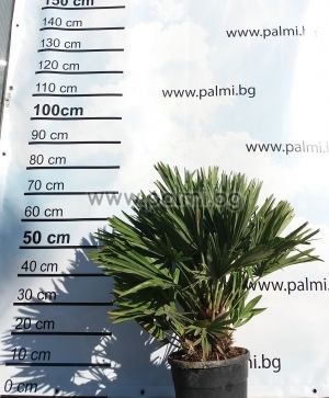 Volcanic Mediterranean Fan Palm, Etna, 20 seeds