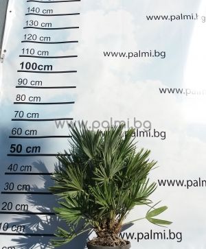 Volcanic Mediterranean Fan Palm, Etna,