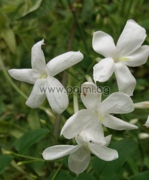 Jasminum officinale