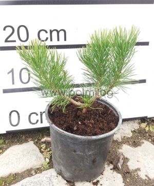 Pinus mugo  Клек
