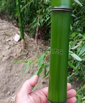 Phyllostachys bambusoides, Студоустойчив гигантски зелен бамбук