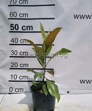 Evergreen Southern Magnolia, f. Gallisoniensis