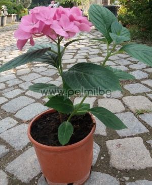 Едроцветна хортензия, Hydrangea macrophylla 'Red Baron
