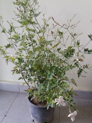 Jasminum polyanthum, Многоцветен жасмин