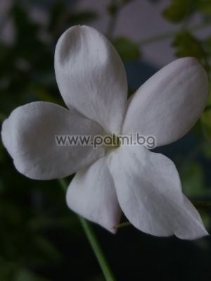Jasminum polyanthum, Многоцветен жасмин