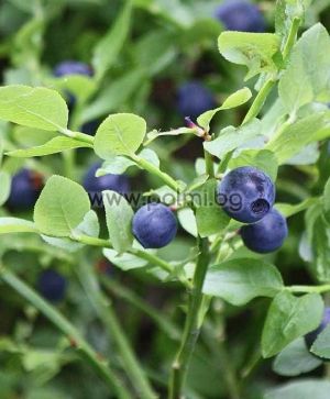 Bilberry, European blueberry Alex blue