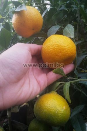 Nucellar Аvana seedless mandarin