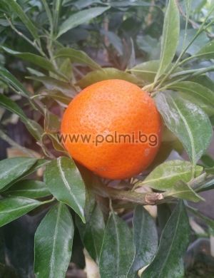 Spinoso mandarin