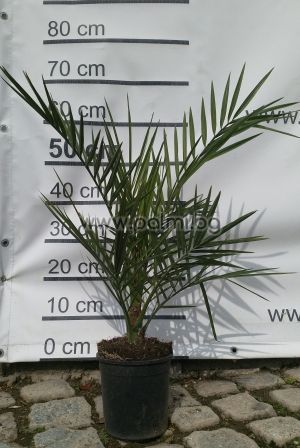 Канарска финикова палма, вис.70-90 см, саксия №14
