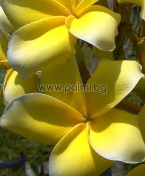 Plumeria rubra cv. Inca Gold, Плумерия сорт Инка Голд, Франджипани
