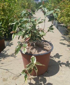 Rhynchospermum jasminoides (Trachelospermum), Звездовиден жасмин, Ринкоспермум, Трахелоспермум