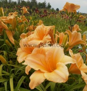 Дневна Лилия, Хемерокалис 'Brazilian Orange'
