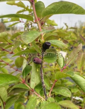 Ядлива лоницера, Lonicera caerulea var.kamtschatica