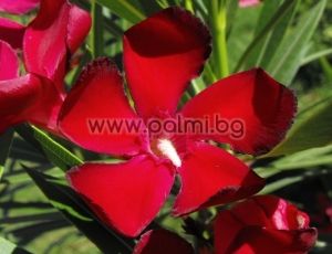 Oleander Plumeria Red