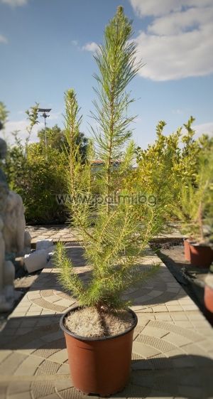 Алепки бор, Pinus halepensis