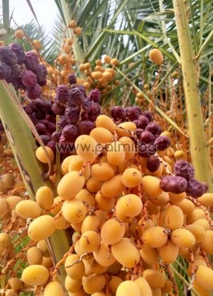 10 fresh seeds of Canary Island Date Palm