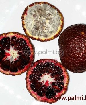 Citrus x Tacle, Червен лимон  Хибрид между червен портокал Tarocco и Клементина