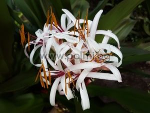 Crinum lily, Spider lily