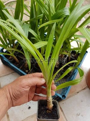 Crinum asiaticum, Азиатски Кринум, Лилия Кринум