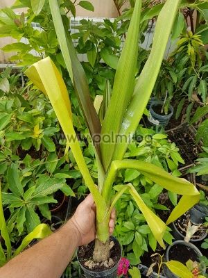 Crinum asiaticum, Crinum Lilie, Asiatische Hakenlilie, Spinnenlilie