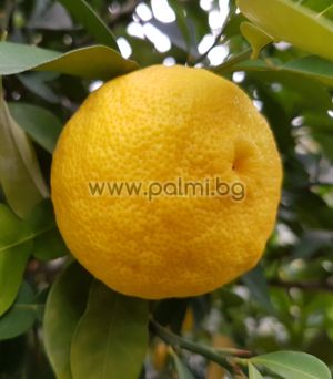 Citrus junos, Мразоустойчив Цитрон Юзу (Yuzu)