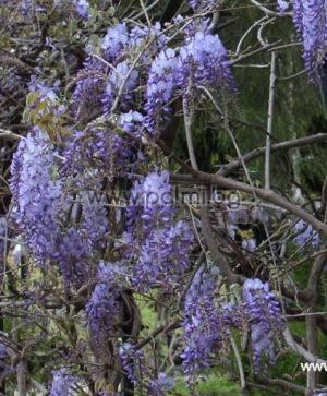 Chinese Wisteria blue- violet Prolific