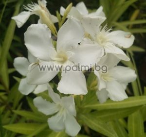 Oleander Album Maximum, white