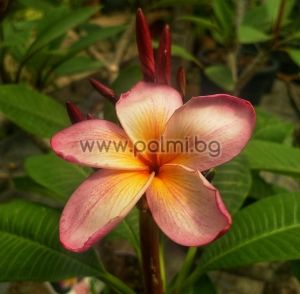  Frangipani Tamptation